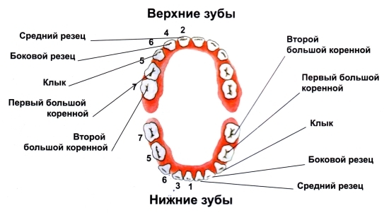 зубные ряды